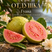 Guava Гуава