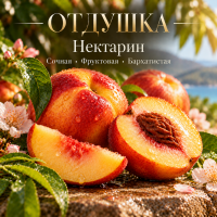 Nectarine Нектарин